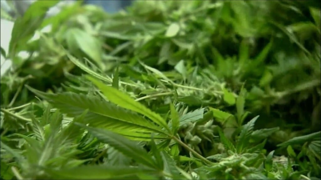 Adult Use Cannabis