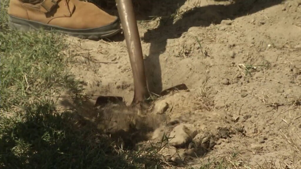 Tree Planting