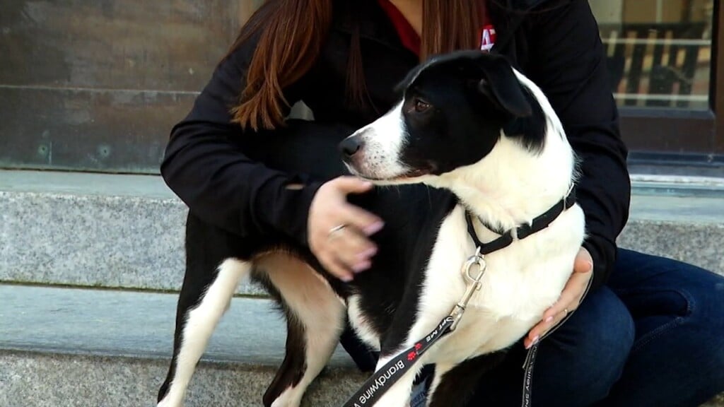 Pets On The Plaza: Meet Kia