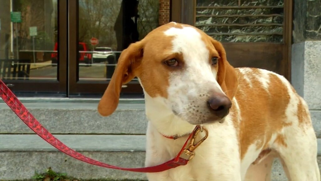 Pets On The Plaza: Meet Arthur