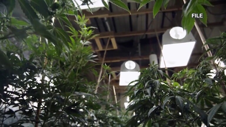 Marijuana Latest