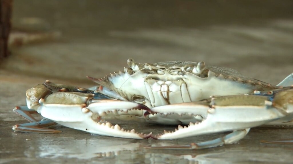 Crabs Number Up In Chesapeake Bay