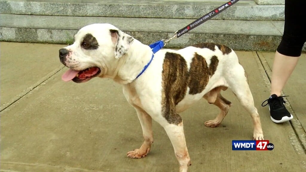 Pets On The Plaza: Meet Winston