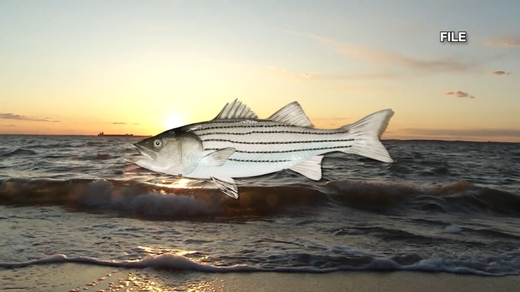 Restrictions On Striped Bass Fishing