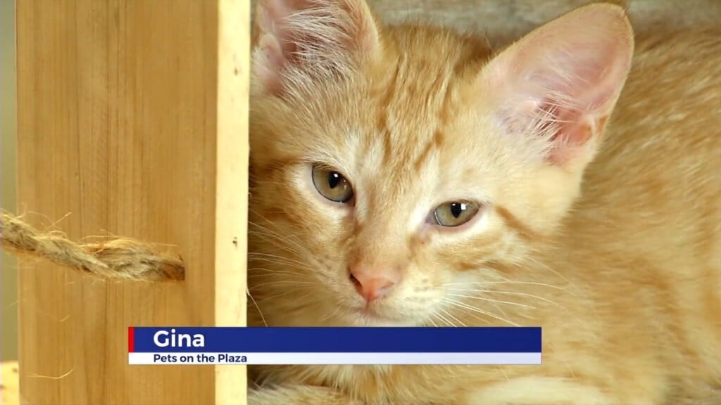 Pets On The Plaza: Meet Gina