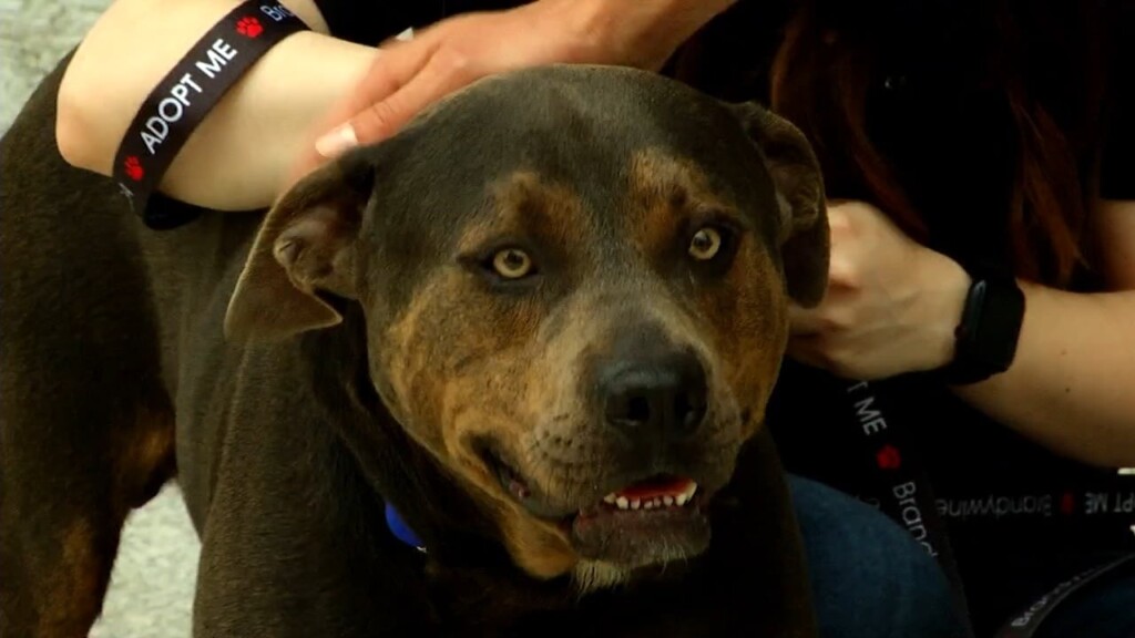 Pets On The Plaza: Meet Cajun