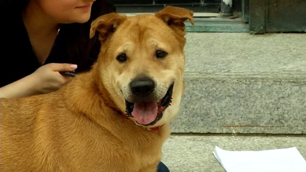 Pets On The Plaza: Meet Snoop