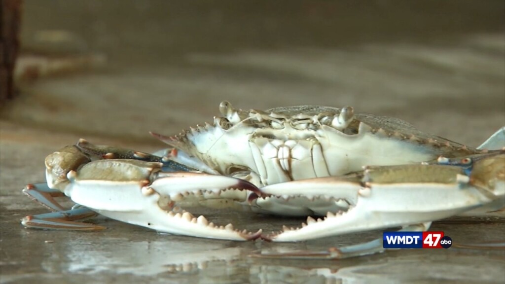 Batteries Developed From Crab Shells