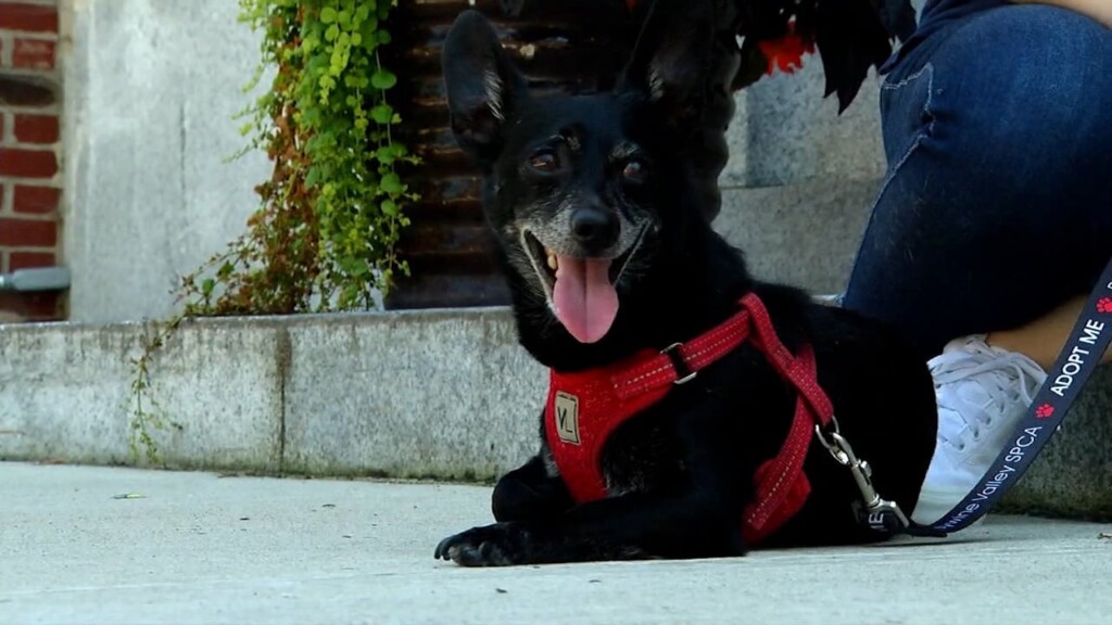 Pets On The Plaza: Meet Benji