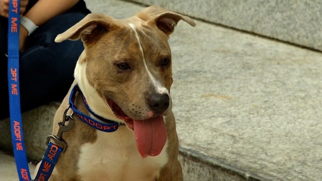 Pets On The Plaza: Meet Tater Tot