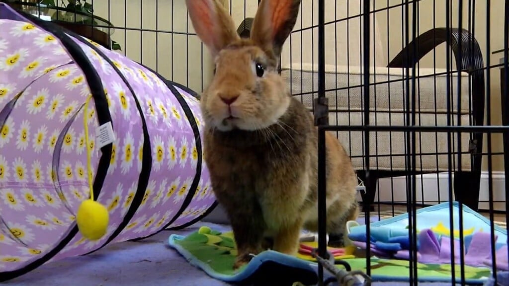 Pets On The Plaza: Meet Lillian