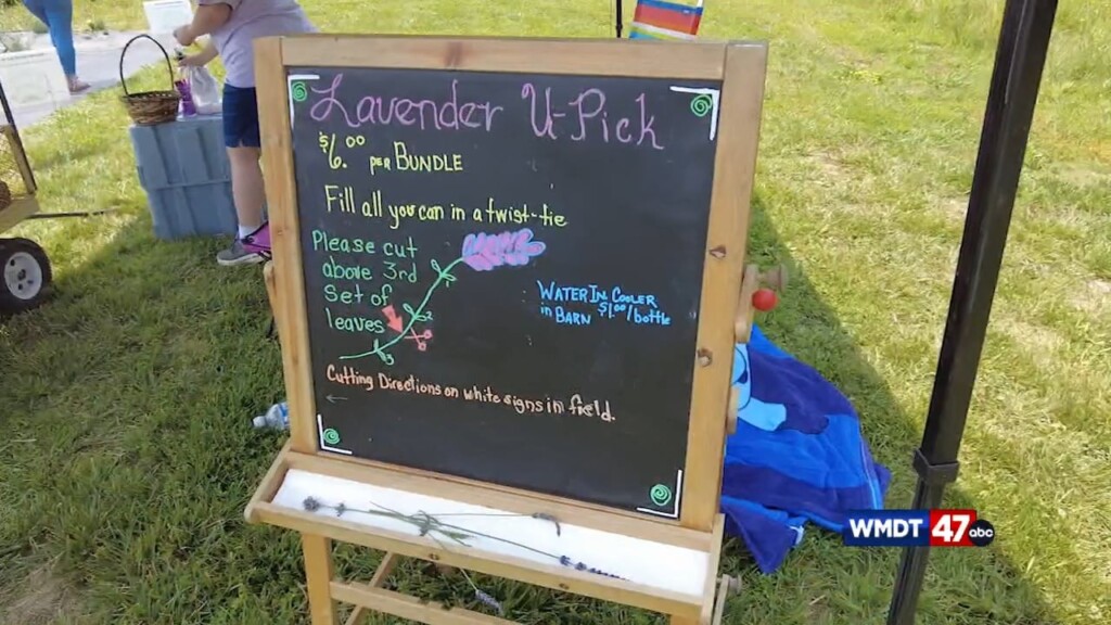 Lavender Bloom Fest
