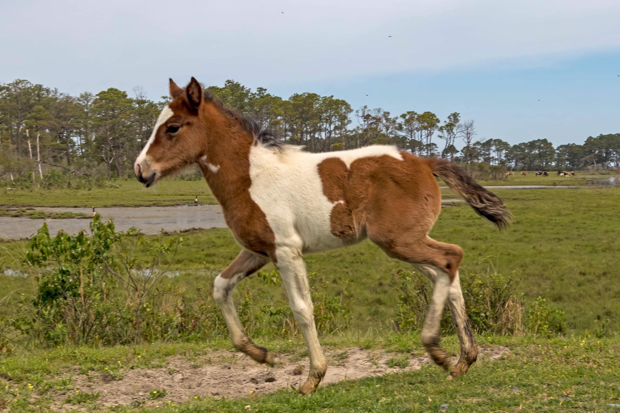 Unique foal buyback opportunity to benefit efforts to Save the Beebe Ranch - Vimarsana News