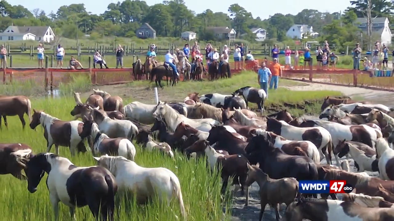 Chincoteague Pony Swim returns for 98th year 47abc