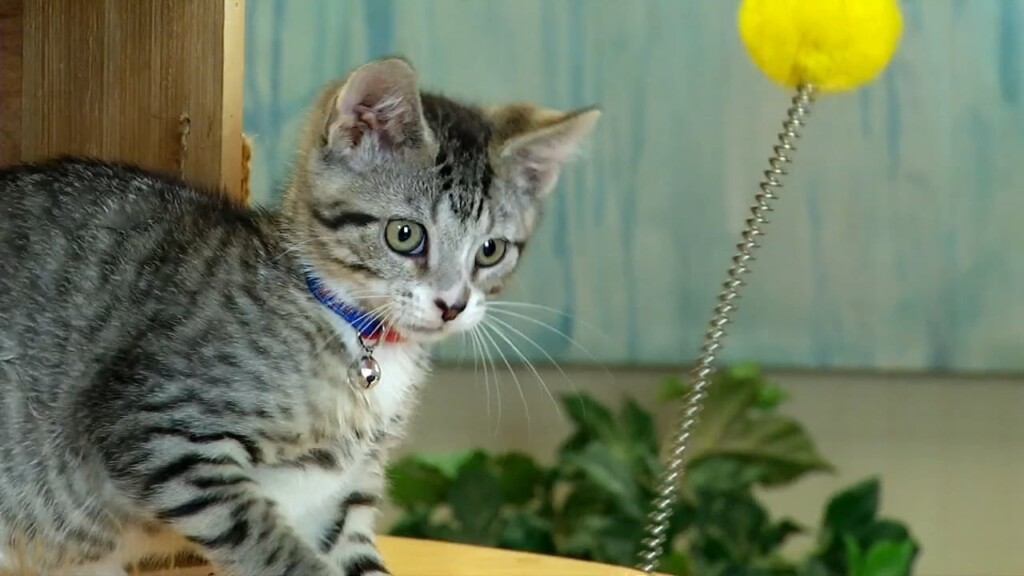 Pets On The Plaza: Meet Pepper Jack