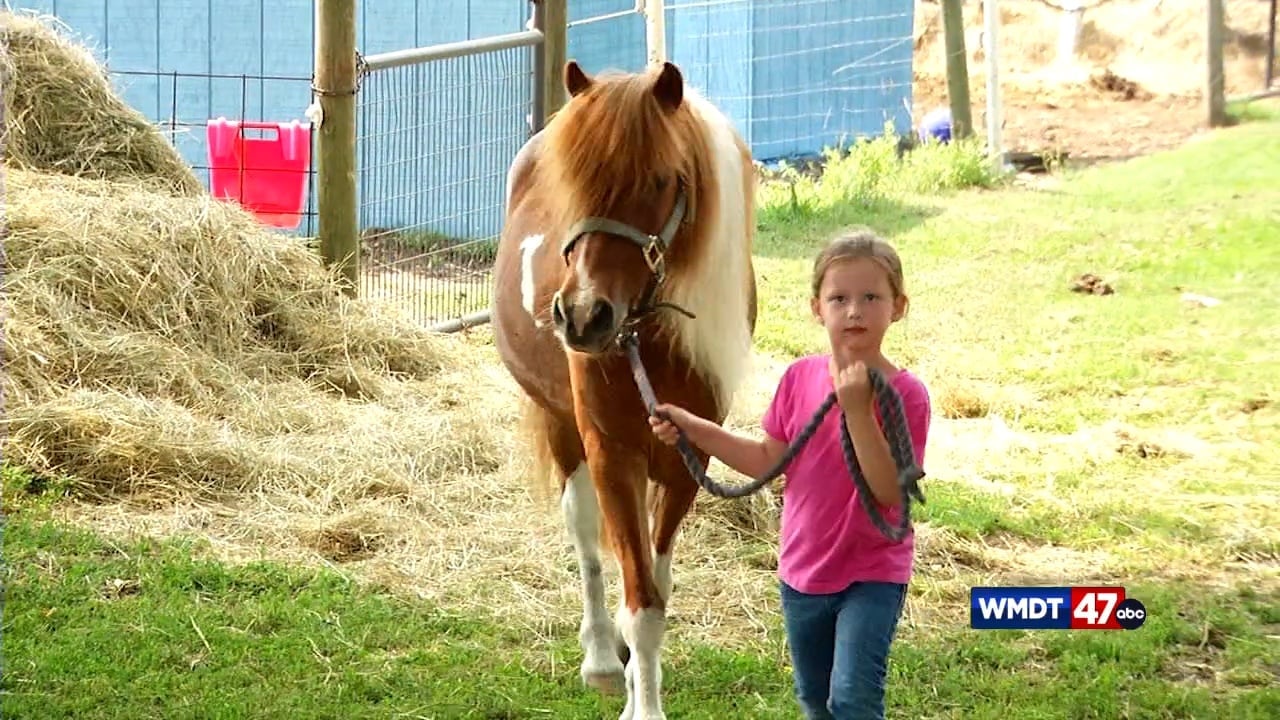 The Brightside 3E's Equestrian Education Program 47abc