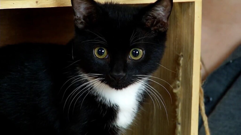 Pets On The Plaza: Meet Max, Tootsie, And Skyler