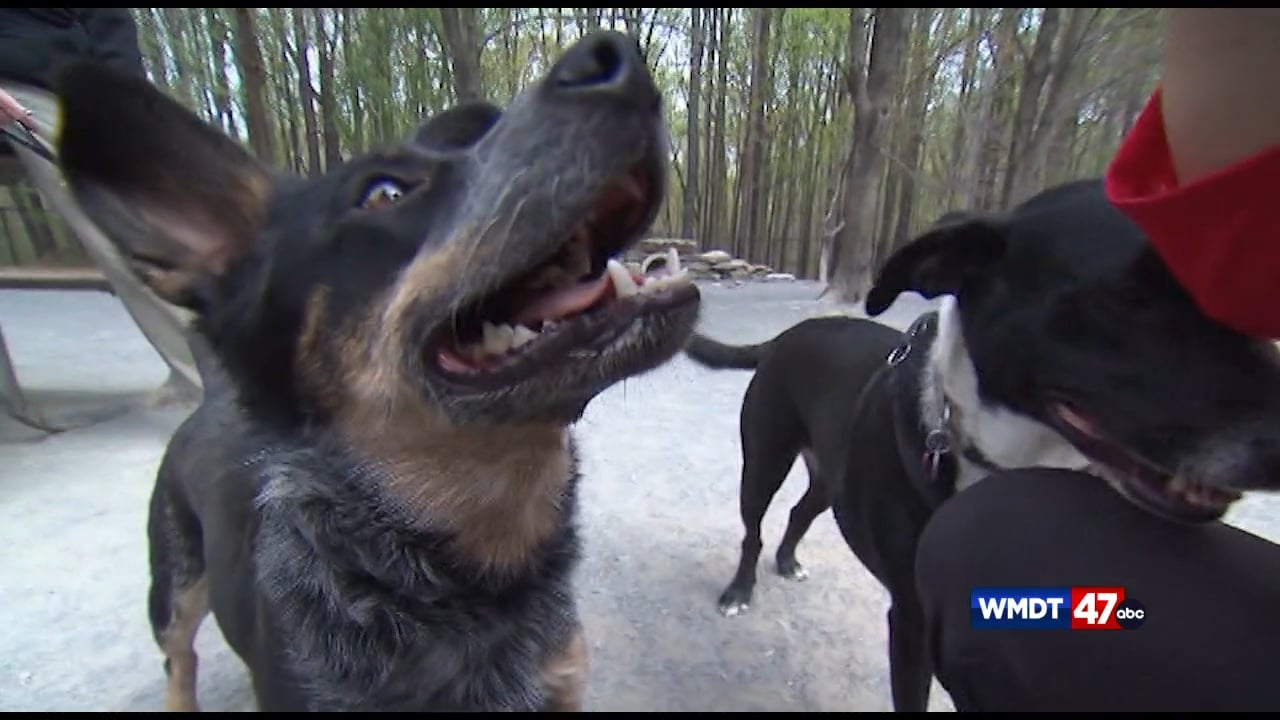 Brandywine Valley SPCA hosts adoption event 47abc