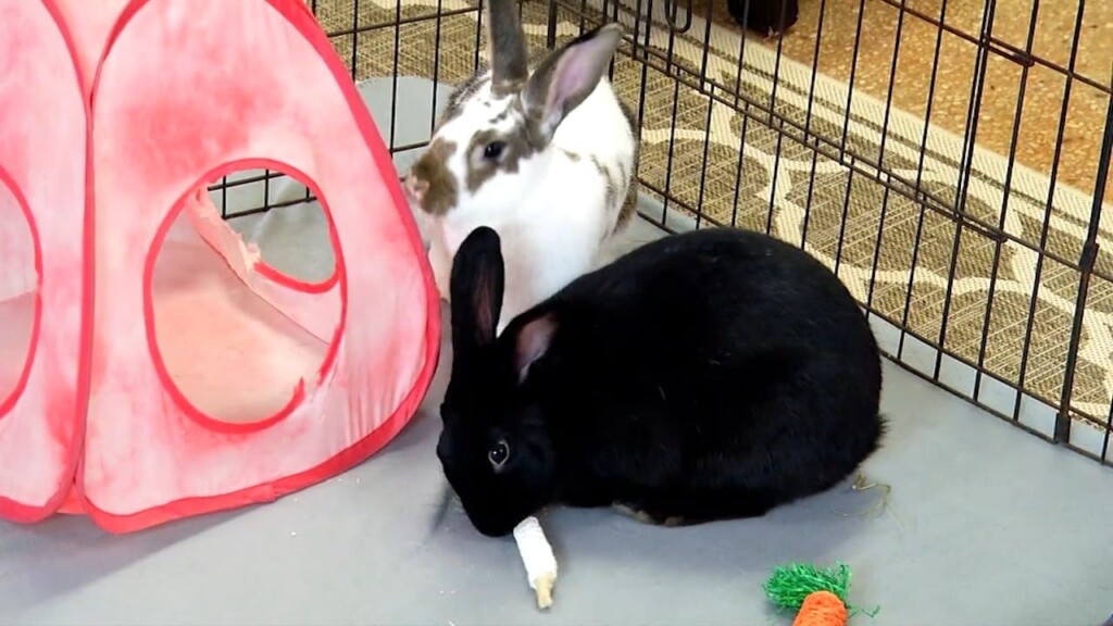 Pets On The Plaza: Meet Cupcake And Fudge