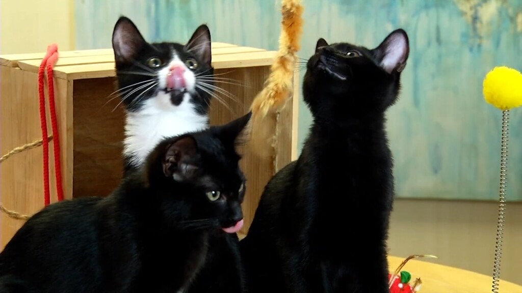 Pets On The Plaza: Meet Cole, Raven, And Princess
