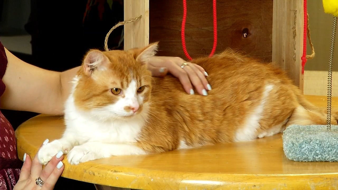 Pets on the Plaza Meet Quincy 47abc