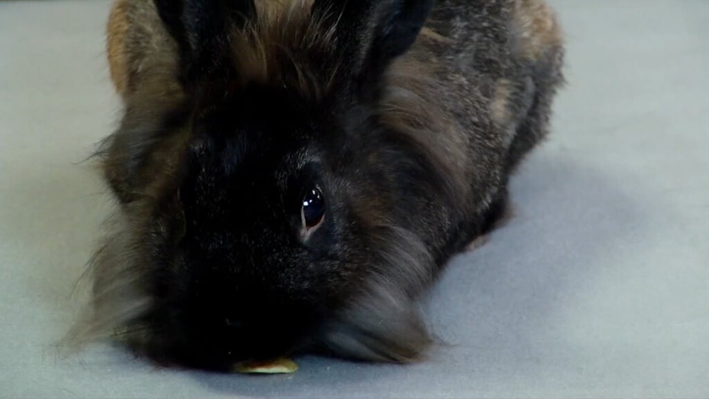 Pets On The Plaza: Meet Brownie