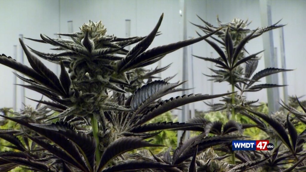 84m In Rec Marijuana Sales