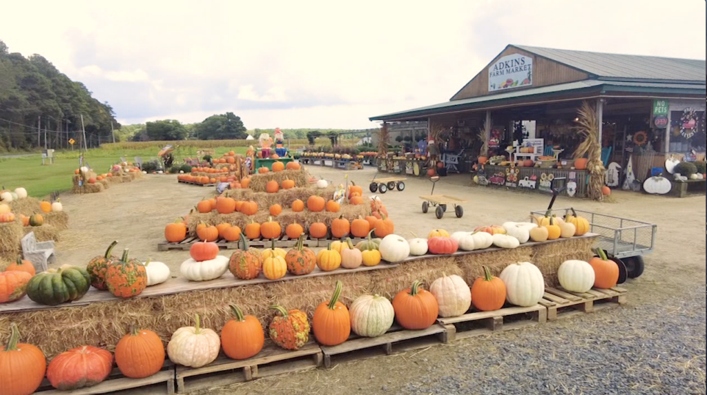 Pumpkinseason0911