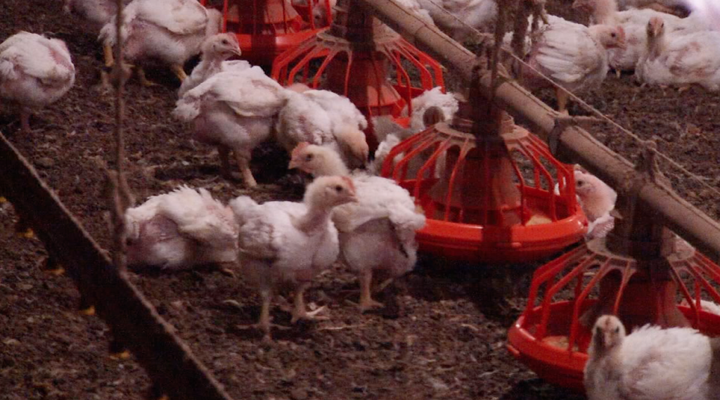 Chickens