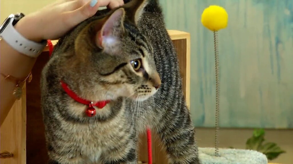 Pets On The Plaza: Meet Ode