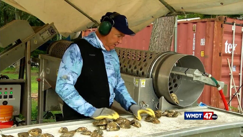 Oyster Farming Challenges