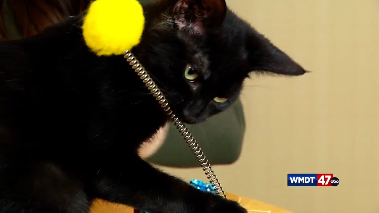 Pets on the Plaza: Meet Cinderella