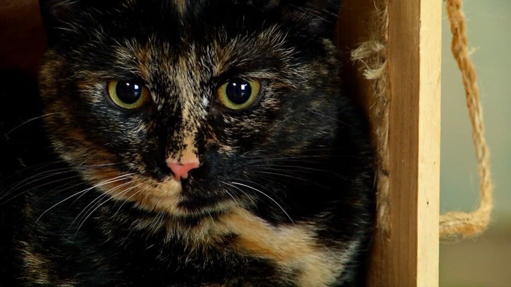 Pets On The Plaza: Meet Ashley