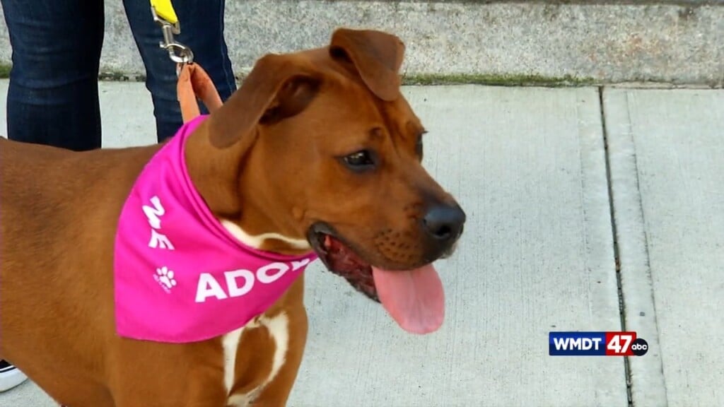 Pets On The Plaza: Meet Biscotti