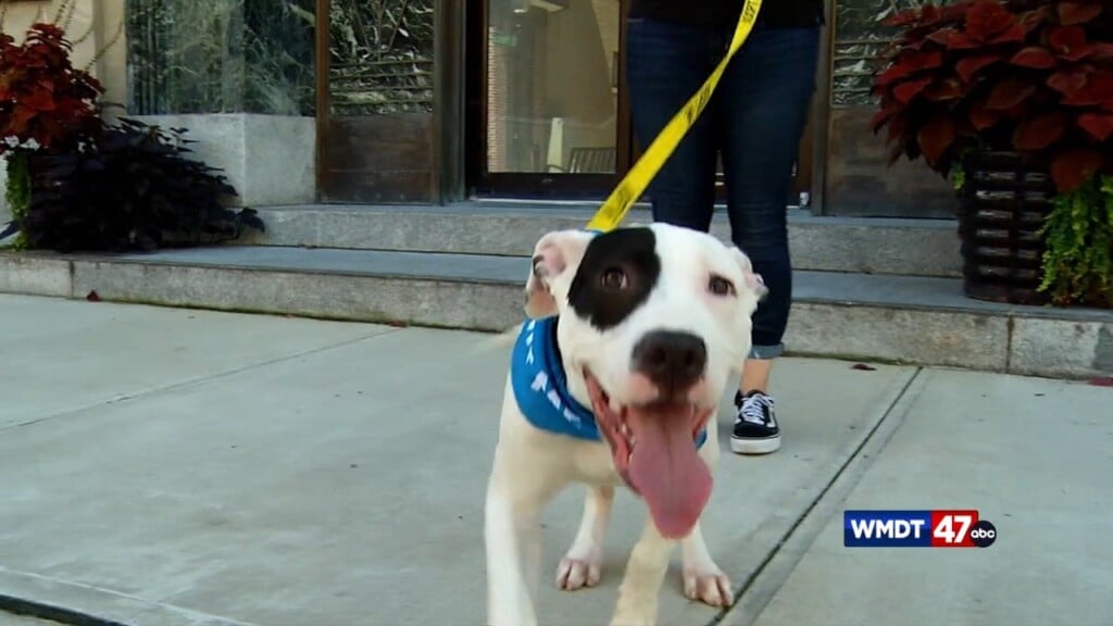 Pets On The Plaza: Meet Sheldon