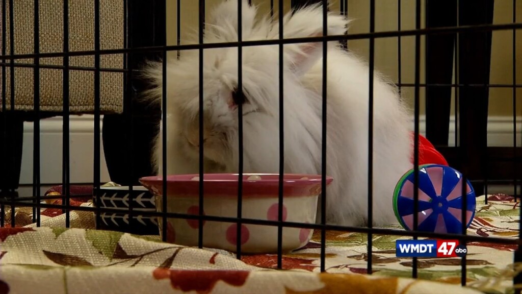 Pets On The Plaza: Meet Denny