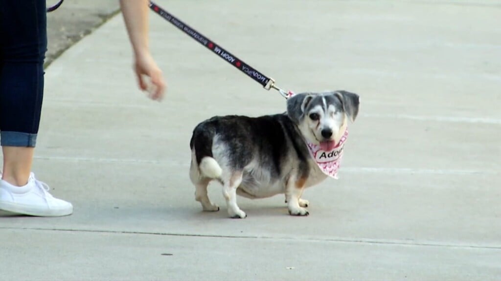 Pets On The Plaza: Meet Patricia