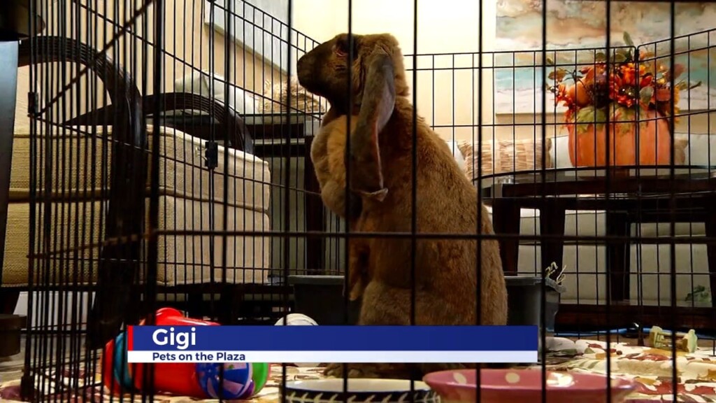 Pets On The Plaza: Meet Gigi