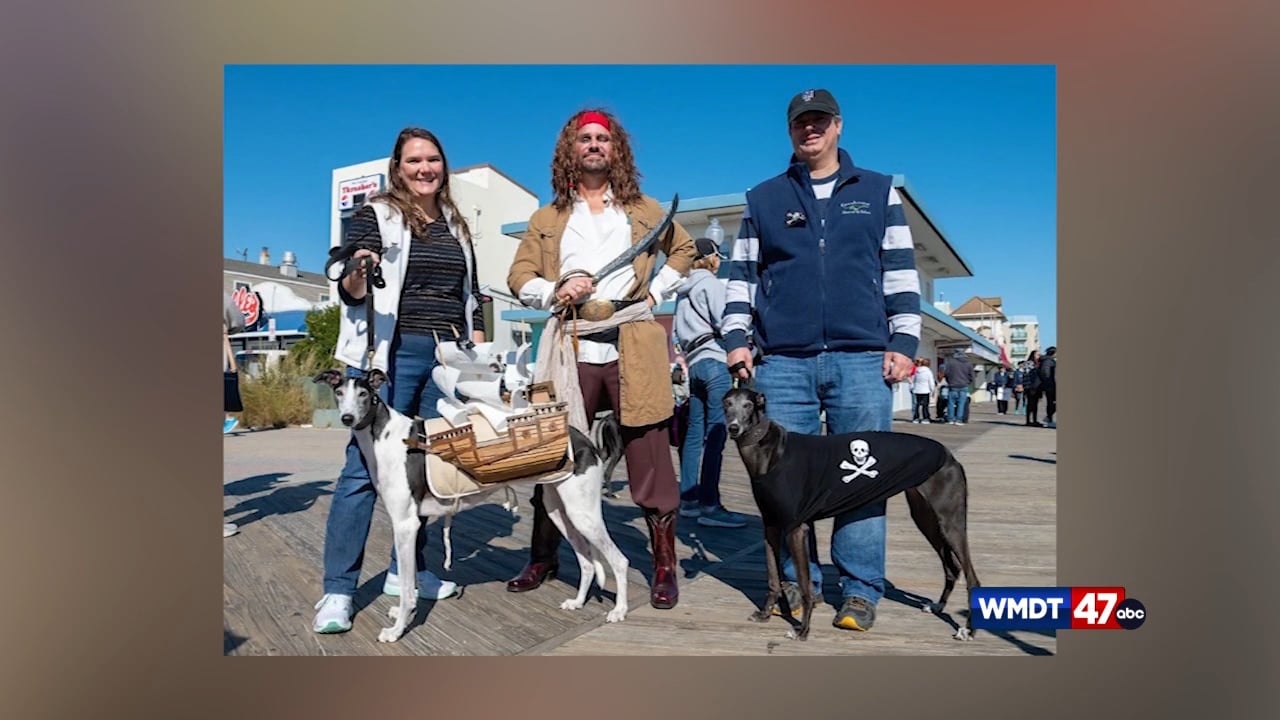 Good Morning Delmarva Discusses Greyhounds Reach the Beach 47abc