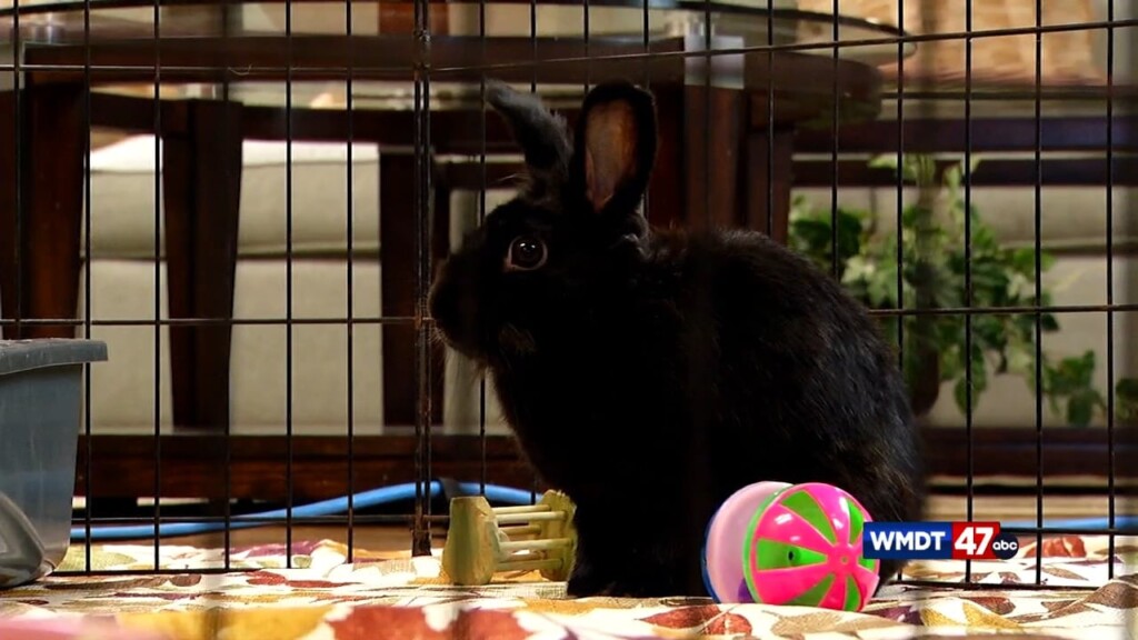 Pets On The Plaza: Meet Tiana