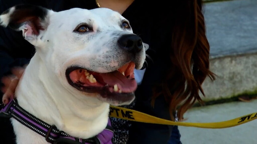 Pets On The Plaza: Meet Mickey