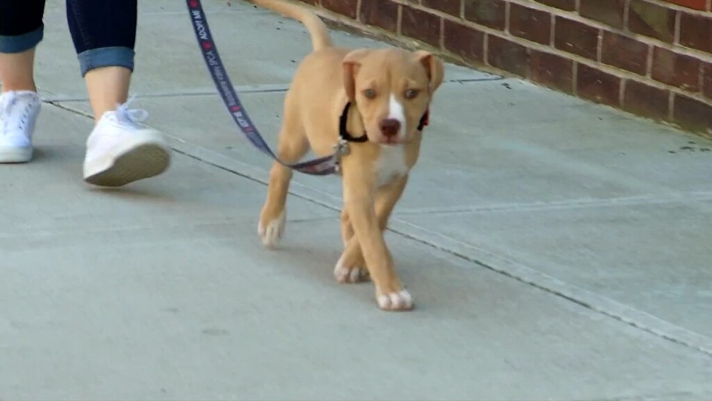 Pets On The Plaza: Meet Kiwi