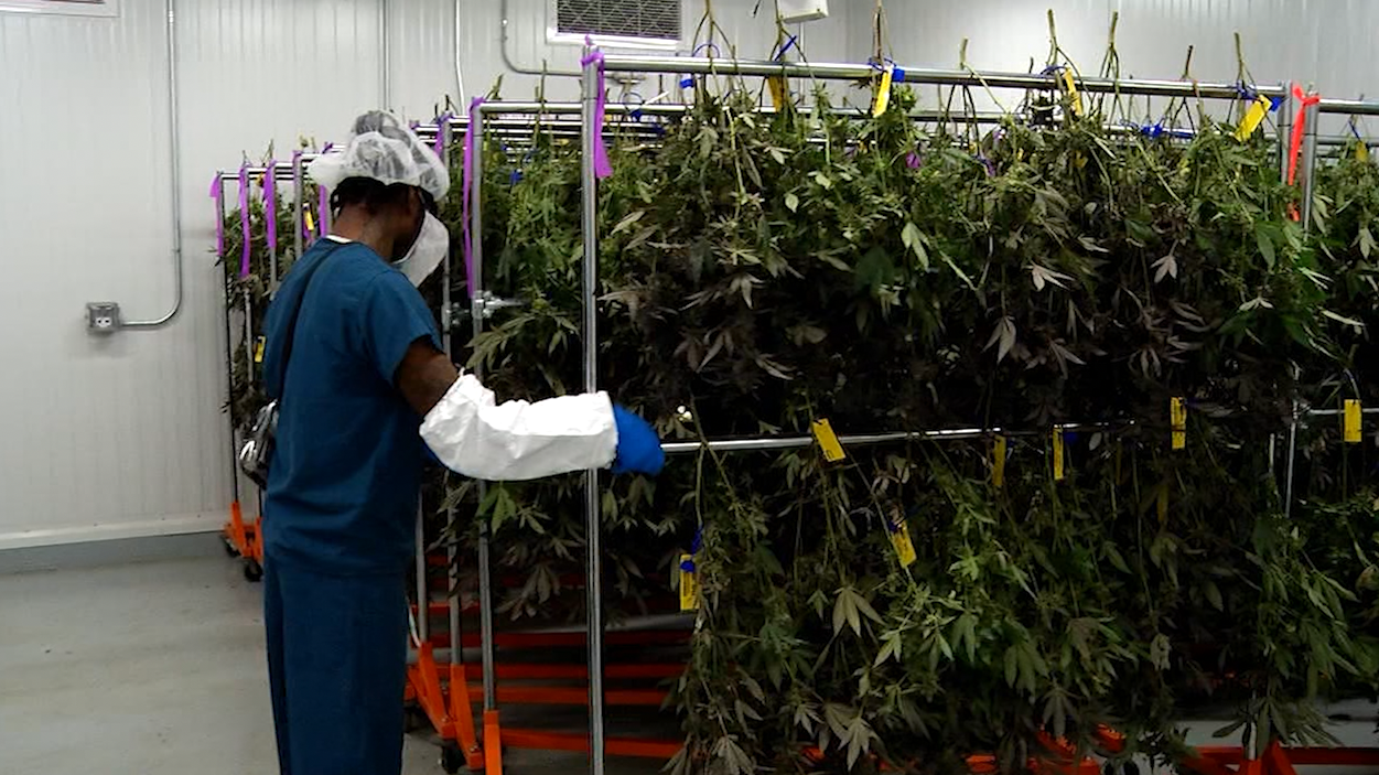 City of Salisbury discussing zoning for marijuana growth and sale 47abc