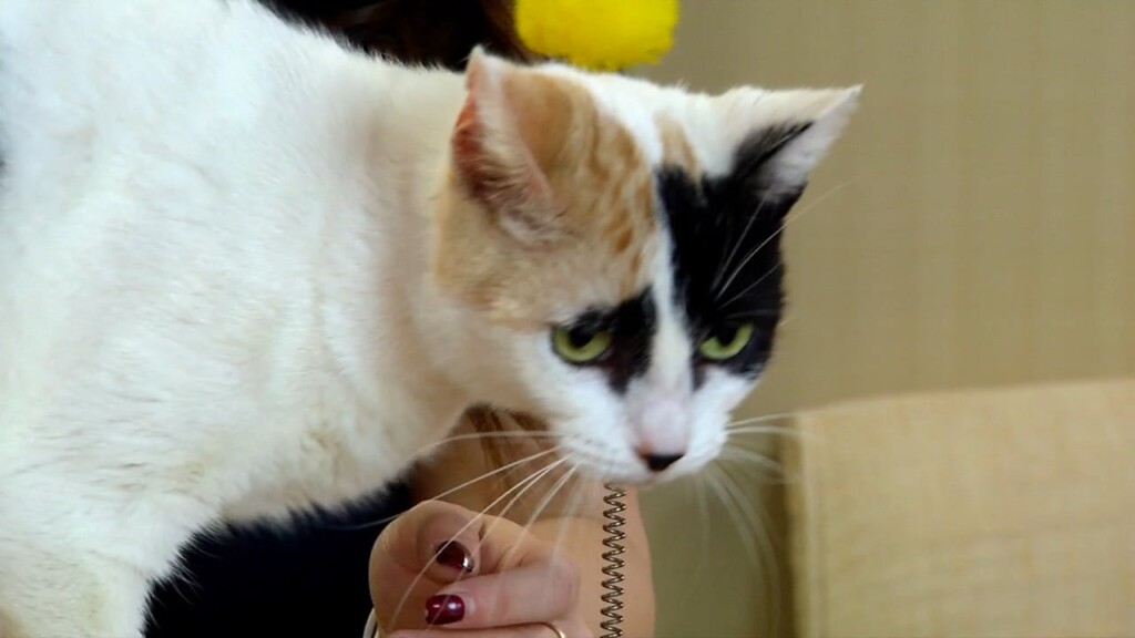 Pets On The Plaza: Meet Cherish