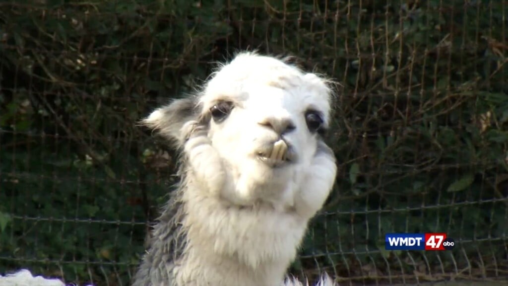 Non Profit Spotlight: Salisbury Zoo