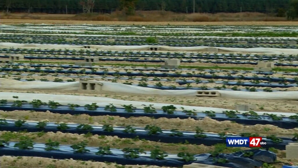 Farmers React To Cold Snap