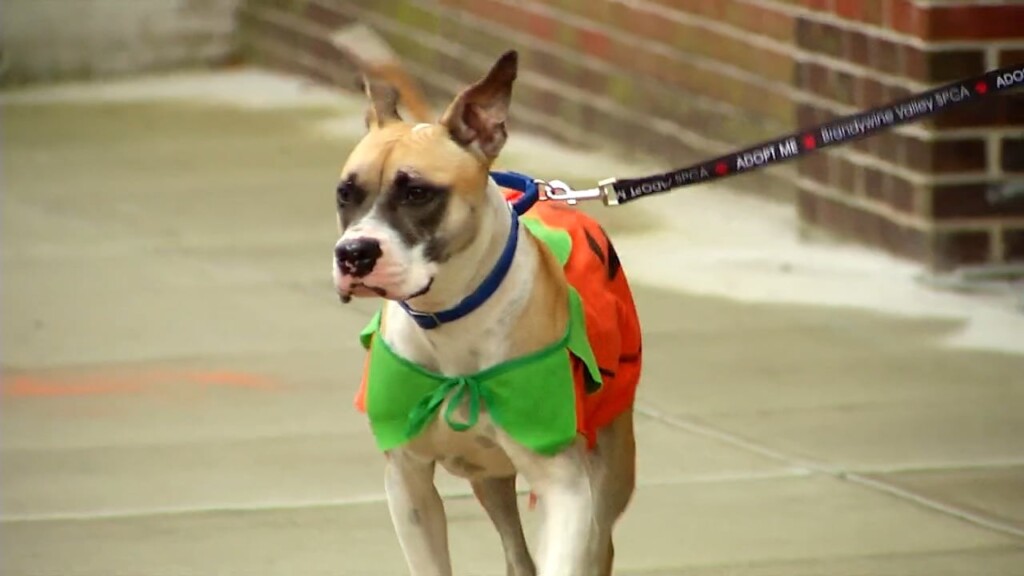 Pets On The Plaza: Meet Percy