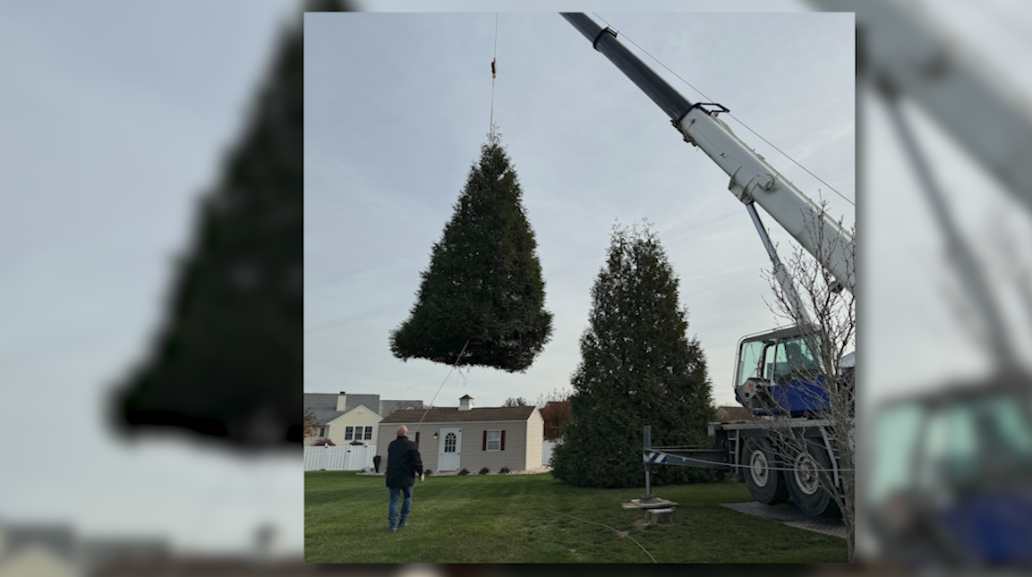 Rehoboth Christmas tree is smaller, but bright as usual 47abc