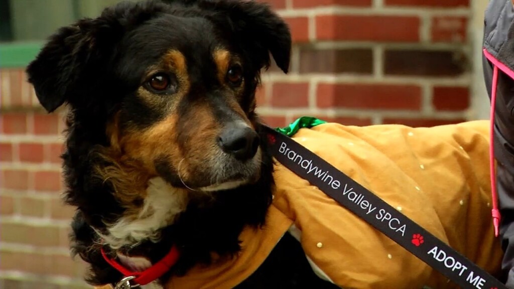 Pets On The Plaza: Meet Ray