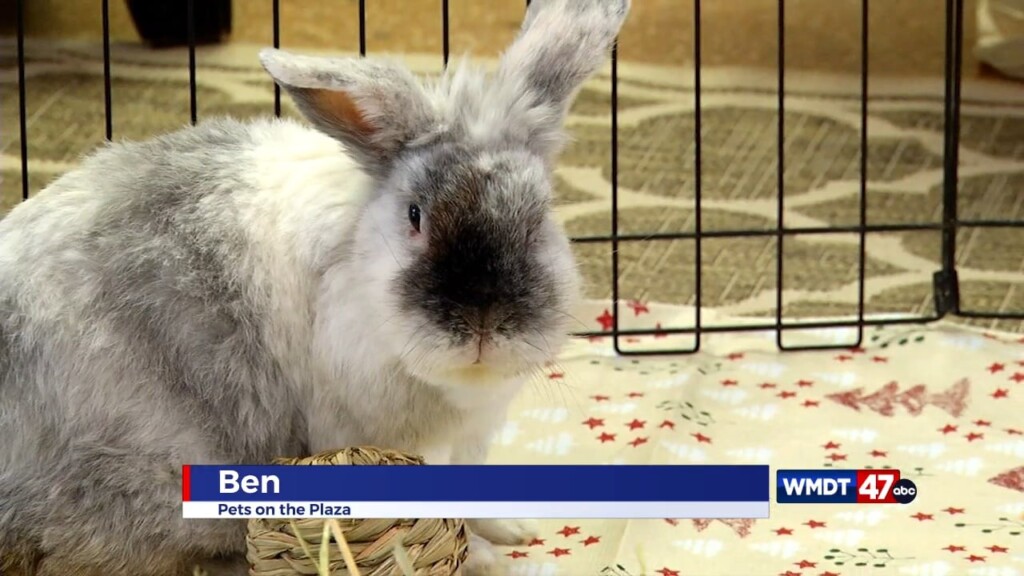 Pets On The Plaza: Meet Ben